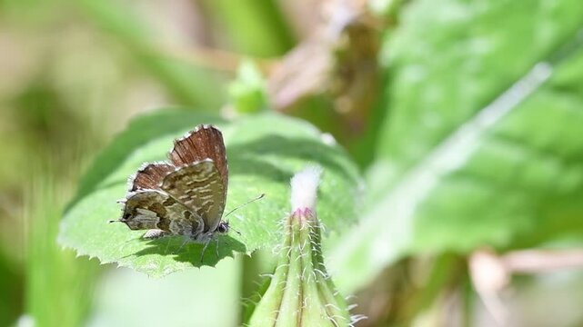 The Geranium Bronze (Cacyreus marshalli), is an invasive butterfly in the family Lycaenidae, native in South Africa, Crete