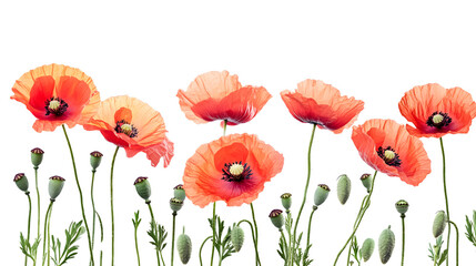 Obraz premium Vivid Poppy Flowers on White Background - Elegant Floral Composition for Professional Projects