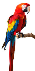 Colorful scarlet macaw isolated on a transparent background showcasing its vibrant feathers and perched on a branch