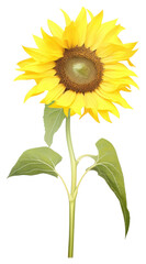 Fototapeta premium PNG Sunflower plant white background inflorescence.