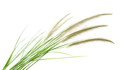Fototapeta premium Elegant Isolated Tuft of Ornamental Grass on White Background - Professional Photography Asset