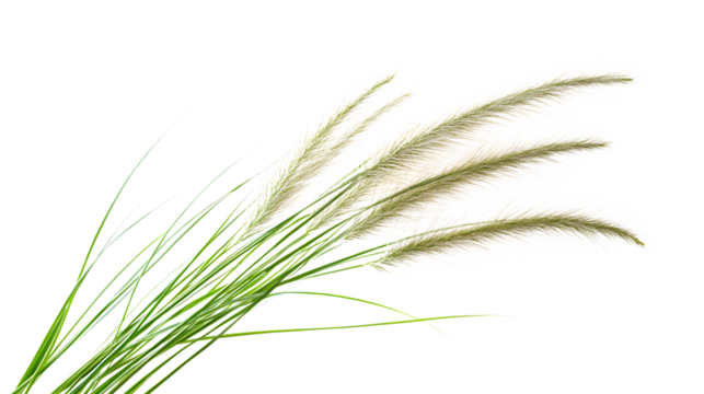 Elegant Isolated Tuft of Ornamental Grass on White Background - Professional Photography Asset