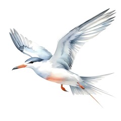 Obraz premium Watercolor painting of a graceful tern in flight