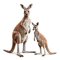 Red Kangaroo Mother and Joey