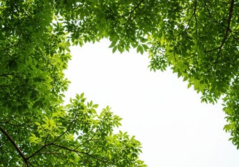 Obraz premium Green leaves frame against sky on white background
