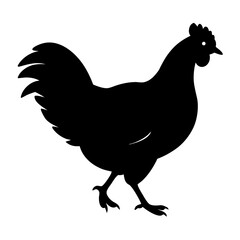 rooster isolated on white