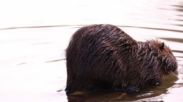 Ravvicinato di una Nutria che rosicchia un pezzo di legno, 