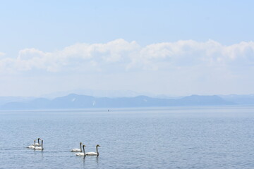 福島県　猪苗代湖　白鳥がいる風景

