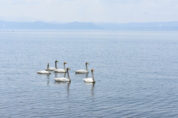 猪苗代湖　白鳥が泳ぐ © 優太 大嶋