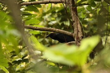 The brown-headed crow (Corvus fuscicapillus) is a passerine bird of the genus Corvus in the family Corvidae. Endemic to Indonesia. This photo was taken in Waigeo island.
