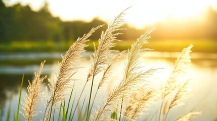 Tranquil river reflecting soft sunlight, a serene natural moment. Minimalism in nature's simplicity and calm.
