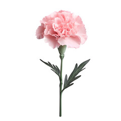 single pink carnation flower, fully bloomed, delicate soft pink petals, realistic botanical detail, green stem with leaves, isolated on white background, subtle shadow, soft lighting, high resolution