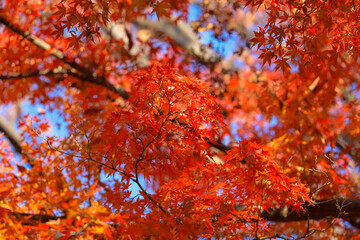 Maple Tree With Red Leaves in a Scenic Natural Setting Dec 4 2024