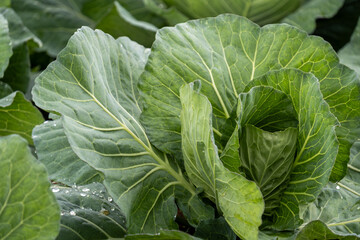 Fototapeta premium Fresh green cabbage plants growing in a lush vegetable field, Agam, West Sumatra, Indonesia. Close up photo 