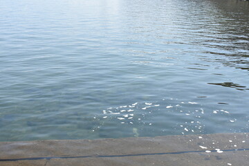 猪苗代湖の湖面