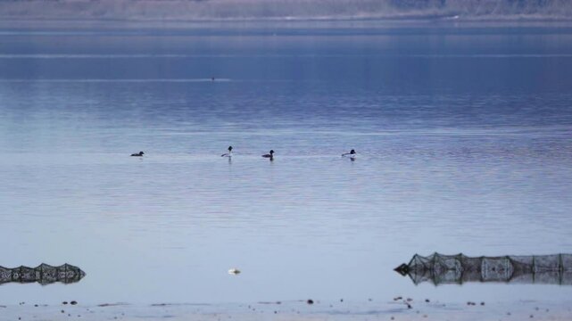 Common goldeneyes (Bucephala clangula). Birds swim on the lake in the early morning. Slow motion.