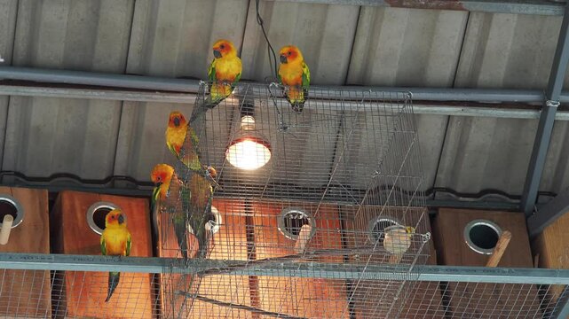Sun conures sit on a small cage placed under a roof, staying close together.
