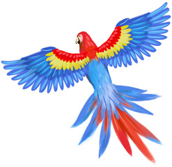 Scarlet Macaw Wildlife