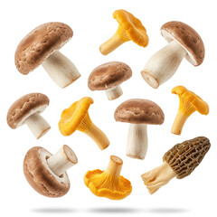 mushrooms isolated on white