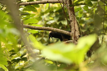 The brown-headed crow (Corvus fuscicapillus) is a passerine bird of the genus Corvus in the family Corvidae. Endemic to Indonesia. This photo was taken in Waigeo island.