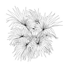 A drawing of a palm tree with a few leaves. The drawing is in black and white. The palm tree is the main focus of the drawing, and it is a small plant. The drawing conveys a sense of calmness