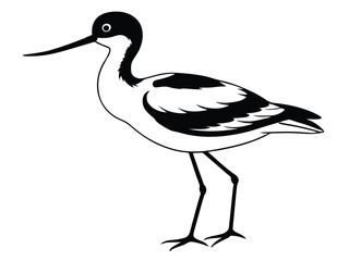 White stork bird vector illustration with a baby, a wild animal with a long beak and white feathers, isolated in nature
