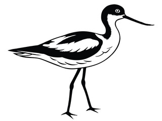 Vector illustration of a white stork bird, a wild animal with a distinctive beak and feathers