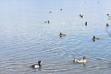 猪苗代湖　鴨　鶏の様子