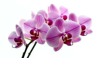 Delicate pink Phalaenopsis orchids with prominent magenta centers and soft, rounded petals