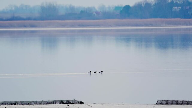 Common goldeneyes (Bucephala clangula). Birds swim on the lake in the early morning. Slow motion.