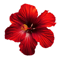 red flower isolated on white