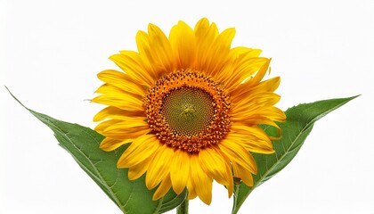 Obraz premium sunflower isolated on white