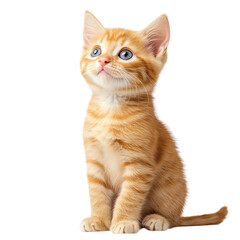 Adorable Orange Tabby Kitten with Fluffy Fur and Wide-Eyed Expression on White Background
