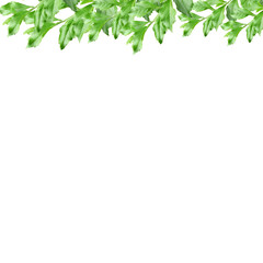 Fresh Green Parsley Leaves Border Isolated on white Background – Natural Culinary Herb Decoration