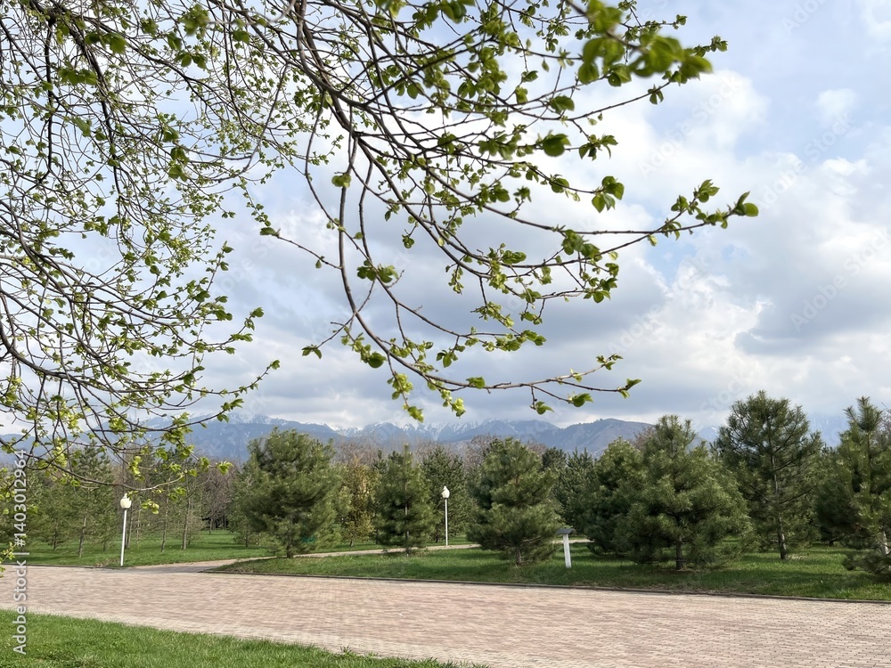 Aufkleber early spring tree branches with budding leaves against cloudy sky and distant mountains for seasonal
