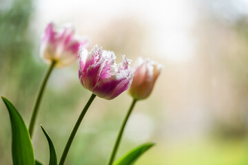 Tulipan strzępiasty Hawai w kolorze różowym tło wiosenne kwiatowe. © Elżbieta Kaps
