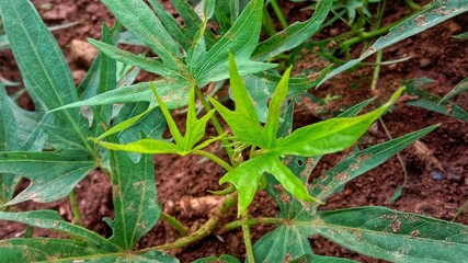 Green leaves of the digitate type, fresh and delicate texture