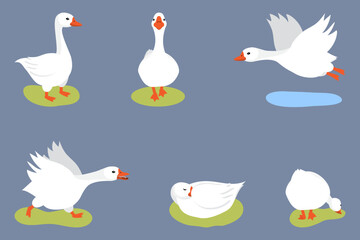 Cute geese set on grey background. Cartoon goose character running, attacking, sleeping, flying, walking and nibbling grass. Simple, flat vector.