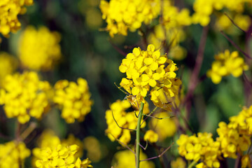 Yellow flowers of Rapeseed during spring in bloom