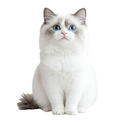 Ragdoll Cat with Fluffy White Fur and Blue Eyes in Sitting Pose on White Background


