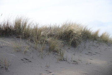 Dunes along the beach of Noordwijk