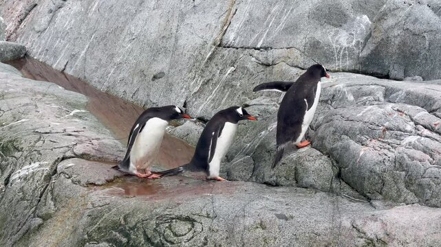 Three Gentoo Penguins walk on rock in Antarctica