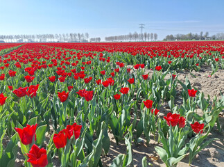 Fields of red tulips on a bulb field on Goeree-Overflakkee during Spring