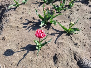 Fields of pink tulips on a bulb field on Goeree-Overflakkee during Spring