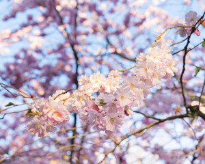 cherry blossom in spring, lot of flowers 