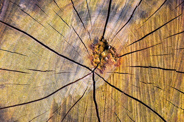 Large piece of wood with a hole in the middle. The wood is split into many pieces.