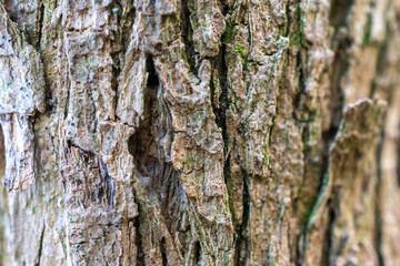 Tree trunk with a rough texture. The bark is brown and has some moss growing on it.