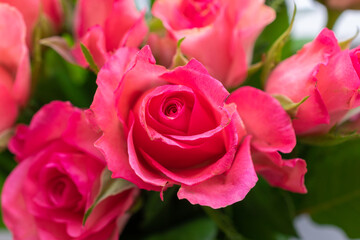 Rose with a pink color is in the middle of a bunch of roses. The rose is the largest one in the bunch.