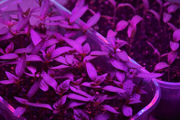 Plants seedlings flourish under the glow of LED grow lights.