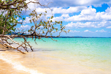 Seascape. An old tropical tree leans over the azure water of the sea on a sandy beach, against the backdrop of a blue sky with clouds